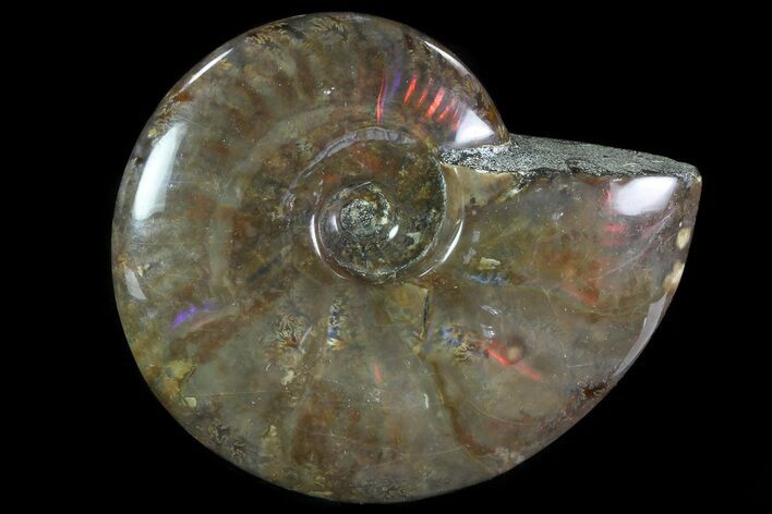 Flashy Red Iridescent Ammonite - Wide #81858